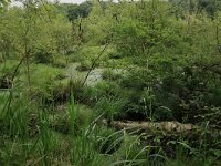 Carex elongata 42, Elzenzegge, Saxifraga-Hans Boll