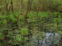 Carex elongata 43, Elzenzegge, Saxifraga-Hans Boll