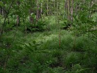 Carex elongata 47, Elzenzegge, Saxifraga-Hans Boll