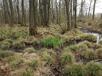 Carex elongata 48, Elzenzegge, Saxifraga-Hans Boll