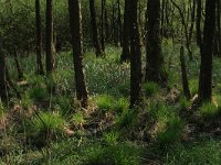 Carex elongata 58, Elzenzegge, Saxifraga-Hans Boll