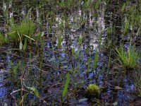 Carex elongata 62, Elzenzegge, Saxifraga-Hans Boll