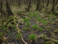 Carex elongata 63, Elzenzegge, Saxifraga-Hans Boll