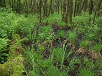 Carex elongata 65, Elzenzegge, Saxifraga-Hans Boll