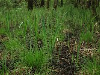 Carex elongata 67, Elzenzegge, Saxifraga-Hans Boll