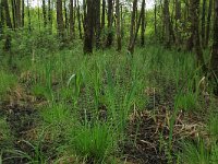 Carex elongata 68, Elzenzegge, Saxifraga-Hans Boll