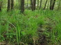 Carex elongata 71, Elzenzegge, Saxifraga-Hans Boll