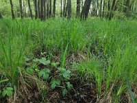 Carex elongata 72, Elzenzegge, Saxifraga-Hans Boll