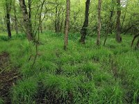 Carex elongata 8, Elzenzegge, Saxifraga-Hans Boll