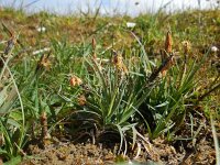 Carex flacca 2, Zeegroene zegge, Saxifraga-Ed Stikvoort