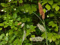 Carex flacca 44, Zeegroene zegge, Saxifraga-Ed Stikvoort