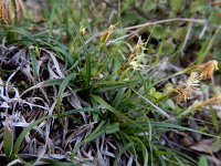 Carex halleriana 11, Laagbloeiende zegge, Saxifraga-Ed Stikvoort