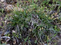 Carex halleriana 12, Laagbloeiende zegge, Saxifraga-Ed Stikvoort