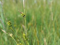 Carex hostiana 36, Blonde zegge, Saxifraga-Mark Zekhuis