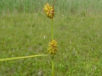 Carex lepidocarpa 13, Schubzegge, Saxifraga-Hans Grotenhuis