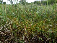 Carex oederi 57, Dwergzegge, Saxifraga-Ed Stikvoort