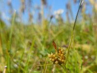 Carex oederi 59, Dwergzegge, Saxifraga-Ed Stikvoort