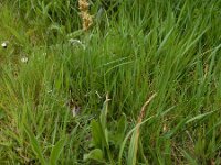 Carex otrubae 16, Valse voszegge, Saxifraga-Ed Stikvoort