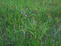 Carex otrubae 18, Valse voszegge, Saxifraga-Ed Stikvoort
