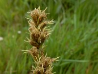 Carex otrubae 19, Valse voszegge, Saxifraga-Ed Stikvoort