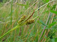 Carex pallescens 21, Bleke zegge, Saxifraga-Hans Grotenhuis