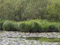 Carex paniculata 32, Pluimzegge, Saxifraga-Jan Nijendijk