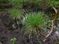 Carex paniculata ssp paniculata 40, Pluimzegge, Saxifraga-Ed Stikvoort