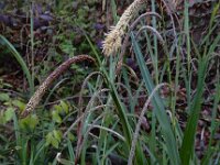 Carex pendula 13, Hangende zegge, Saxifraga-Ed Stikvoort