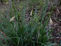 Carex pendula 14, Hangende zegge, Saxifraga-Ed Stikvoort