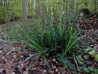 Carex pendula 15, Hangende zegge, Saxifraga-Ed Stikvoort