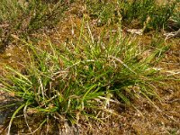 Carex pulilifrea 22, Pilzegge, Saxifraga-Hans Grotenhuis