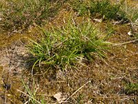 Carex pulilifrea 23, Pilzegge, Saxifraga-Hans Grotenhuis