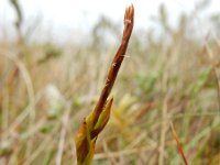 Carex pulicaris 35, Vlozegge, Saxifraga-Ed Stikvoort