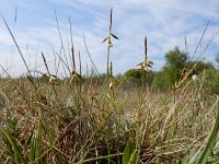 Carex pulicaris 42, Vlozegge, Saxifraga-Ed Stikvoort