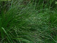 Carex remota 10, IJle zegge, Saxifraga-Ed Stikvoort