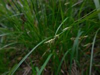 Carex remota 11, IJle zegge, Saxifraga-Ed Stikvoort
