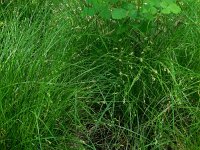 Carex remota 12, IJle zegge, Saxifraga-Ed Stikvoort