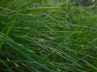 Carex remota 13, IJle zegge, Saxifraga-Ed Stikvoort