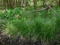 Carex remota 14, IJle zegge, Saxifraga-Ed Stikvoort