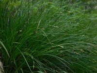 Carex remota 15, IJle zegge, Saxifraga-Ed Stikvoort