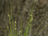 Carex remota 9, IJle zegge, Saxifraga-Willem van Kruijsbergen