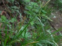 Carex sylvatica 36, Boszegge, Saxifraga-Ed Stikvoort
