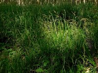 Carex sylvatica 37, Boszegge, Saxifraga-Ed Stikvoort