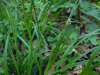 Carex sylvatica 38, Boszegge, Saxifraga-Ed Stikvoort