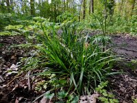 Carex sylvatica 39, Boszegge, Saxifraga-Ed Stikvoort
