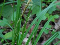 Carex sylvatica 40, Boszegge, Saxifraga-Ed Stikvoort