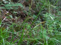 Carex sylvatica 41, Boszegge, Saxifraga-Ed Stikvoort