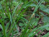 Carex sylvatica 42, Boszegge, Saxifraga-Ed Stikvoort