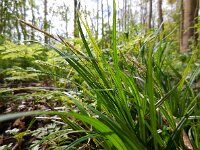 Carex sylvatica 43, Boszegge, Saxifraga-Ed Stikvoort