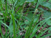 Carex sylvatica 44, Boszegge, Saxifraga-Ed Stikvoort
